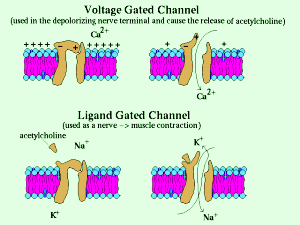 Elektrisk-tilstand-i-celler
